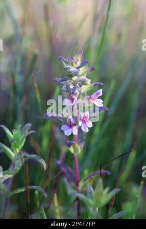 Odontites litoralis, communément appelé Salt Bartsia ou Red Bartsia, plante endémique de Finlande Banque D'Images