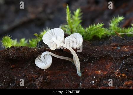 Mycena cyanorhiza, connue sous le nom de mycena à pieds bleus, champignon de capot sauvage de Finlande Banque D'Images