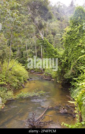 Électricité dans la forêt tropicale près d'Andasibe, Madagascar Banque D'Images