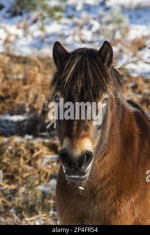 Knettishall Heath est l'une des plus grandes zones de survie de la lande de Breckland aujourd'hui gérée par le Suffolk Wildlife Trust. Des poneys d'Exmoor ont été Banque D'Images