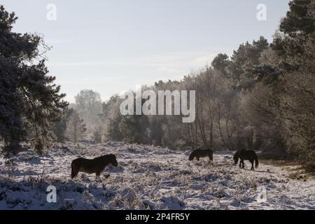 Knettishall Heath est l'une des plus grandes zones de survie de la lande de Breckland aujourd'hui gérée par le Suffolk Wildlife Trust. Des poneys d'Exmoor ont été Banque D'Images