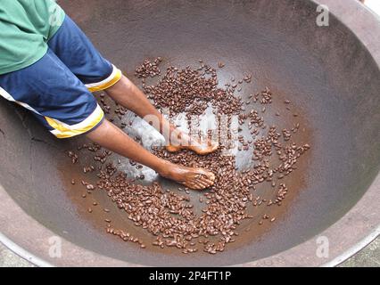 Récolte de cacaoyère (Theobroma cacao), haricots dans un grand bol après avoir été couvert en danse cacaoyère par des ouvriers, Fond Doux Plantation, Sainte-Lucie, Windward Banque D'Images