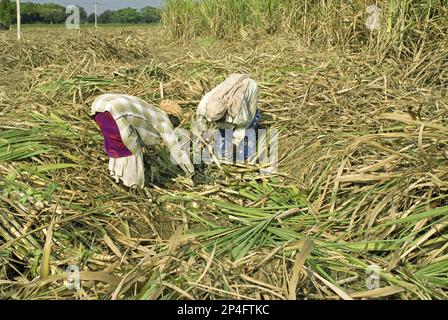 Canne à sucre (Saccharum officinarum), travailleurs cueillant des tiges coupées à la main, Theni, Tamil Nadu, Inde Banque D'Images