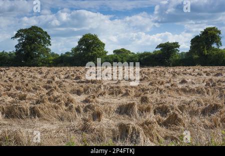 Le blé (Triticum aestivum) a logé la récolte, aplatie par temps humide, près de Chester, Cheshire, Angleterre, Royaume-Uni Banque D'Images