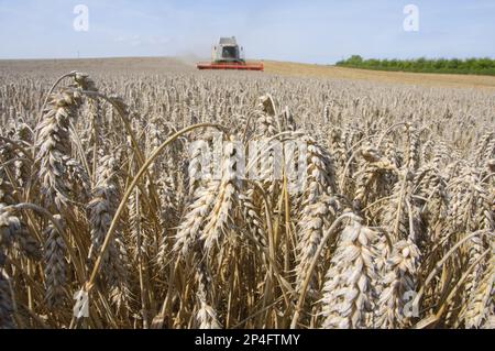 Récolte de blé (Triticum aestivum), épis mûrs dans le champ, avec moissonneuse-batteuse Claas moissonnant en arrière-plan, près de Ledbury, Herefordshire, Angleterre Banque D'Images