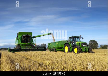 Moissonneuse-batteuse John Deere, récolte d'orge (Hordeum vulgare), remplissage de grain de la remorque tractée par le tracteur, Angleterre, Royaume-Uni Banque D'Images