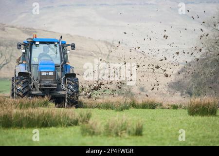 Tracteur New Holland TS115 avec épandeur à mucksleader, épandage de fumier de ferme sur les prairies, Whitewell, Lancashire, Angleterre, Royaume-Uni Banque D'Images