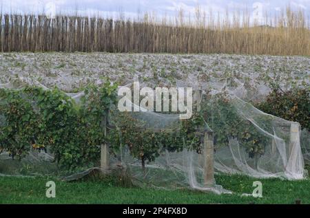 Vignoble avec des rangées de vignes recouvertes de filets pour les protéger des dommages aux oiseaux, Gisborne, Île du Nord, Nouvelle-Zélande Banque D'Images