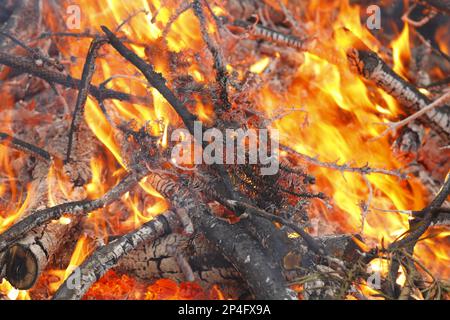 Feu de camp avec branches d'épinette en feu, Powys, pays de Galles, Royaume-Uni Banque D'Images