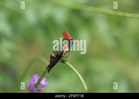 Coquette tuftée (Lophornis ornatus) adulte mâle, perchée sur la tête de fleurs, Trinité-et-Tobago Banque D'Images