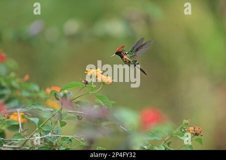 Tufted Coquette (Lophornis ornatus) adulte mâle, en vol stationnaire, se nourrissant à des fleurs, Trinité-et-Tobago Banque D'Images