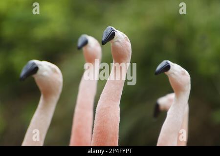 Flamants chiliens (Phoenicopterus chilensis) adulte, gros plan de la tête et du cou, danse en bateau, parc animalier Durrell (zoo de Jersey) Banque D'Images