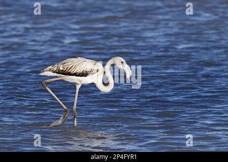 Grand Flamingo (Phoenicopterus roseus) juvénile, marchant dans l'eau, Camargue, Bouches-du-Rhône, Provence-Alpes-Côte d'Azur, France Banque D'Images