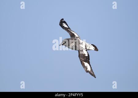 Cape Petrel, Cape Petrels, à nez en tube, animaux, oiseaux, Cape Petrel (Daption capense australis) adulte, en vol en mer, au large de la Nouvelle-Zélande Banque D'Images