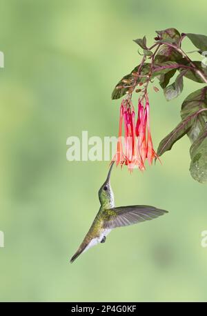 Emeraude andine (Amazilia franciae) adulte, en vol stationnaire, se nourrissant de fleurs, Équateur Banque D'Images