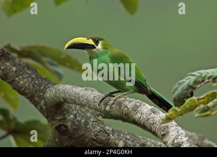 Emerald Toucanet (Aulacorhynchus prasinus virescens) mâle adulte, perché sur la branche, la Tigra N. P. Honduras Banque D'Images