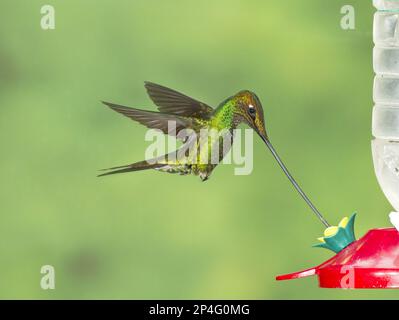 Hummingbird à bec sabre (Ensifera ensifera) adulte mâle, en vol, se nourrissant au mangeoire à colibris, Guango Lodge, Équateur Banque D'Images