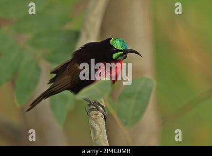 Sunbird (Chalcomitra senegalensis senegalensis) adulte mâle, perché sur une branche, Mole N. P. Ghana Banque D'Images