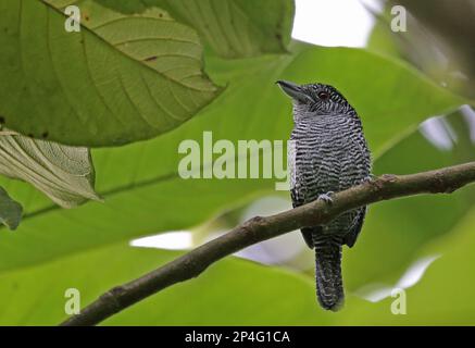 Antchake fasciated (Cymbilaimus lineatus fasciatus) adulte mâle, perché sur la branche, Canopy Lodge, El Valle, Panama Banque D'Images