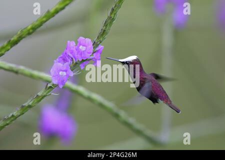 Snowcap, colibri, animaux, oiseaux, Snowcap (Microchrea albocoronata) adulte mâle, en vol, planant à la fleur, Rancho Naturalista, Turrialba Banque D'Images