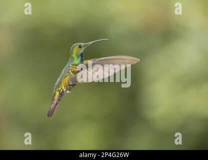 Mangue à la breastée (Anthracothorax prevenstii), manguette à la bresse verte, colibris, animaux, oiseaux, Mangue à la poitrine verte, adulte, homme, po Banque D'Images