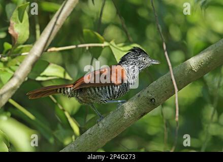 Antchake (Thamnophilus palliatus vestitus), mâle adulte, assis sur une branche, forêt tropicale de l'Atlantique, Reserva ecologica de Guapi Assu Banque D'Images