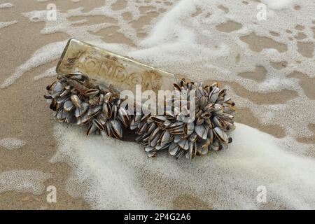 Barnacle, barnacle à col de cygne lisse (Lepas anatifera), autres animaux, crustacés, crustacés, animaux, Oies communes Barnacle adultes, groupe attaché Banque D'Images