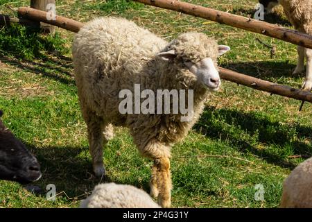 Les moutons sont pasteurs sur la ferme, soin des animaux domestiques. Un été chaud et un travail agricole dur dans les provinces . Banque D'Images