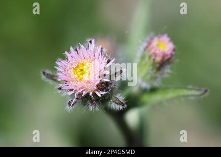 Erigeron acrys, également appelé Erigeron acer, communément connu sous le nom de Blue Fleabane ou amer Fleabane, plante à fleurs sauvage de Finlande Banque D'Images