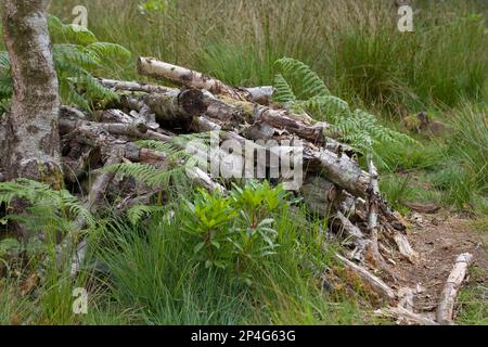 Des piles de billes dans un défrichement de bois utilisé comme habitat de la faune, Dorset, Angleterre, été Banque D'Images