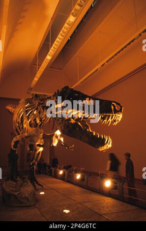 Tyrannosaurus Rex, 'sa', réétablissement du plus grand squelette fossile de T. Rex jamais trouvé, Alaska Museum (U.) S. A Banque D'Images