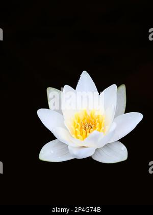 Nénuphars blancs, Nymphaea alba, également connu sous le nom de nénuphar blanc européen ou nénuphar blanc, plante à fleurs aquatiques sauvage de Finlnad Banque D'Images