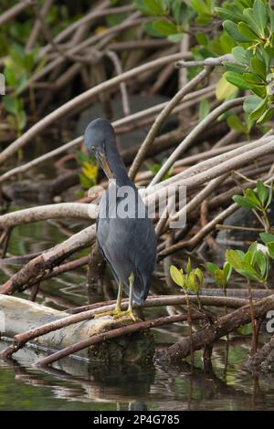 Eastern Reef Heron prêtant sur une bûche dans une mangrove creek.Egretta sacra Moneys Creek Bargara Queensland Australie Banque D'Images