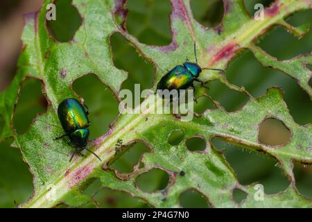 La feuille de cochon de chien colorée Chrysochus auratus sur la grande feuille verte. Banque D'Images