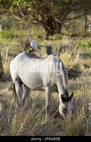 Un élevage de bovins (Ardea ibis) à cheval sur le dos d'un cheval se nourrissant dans un enclos herbacé.Elliott Heads Queensland Australie Banque D'Images