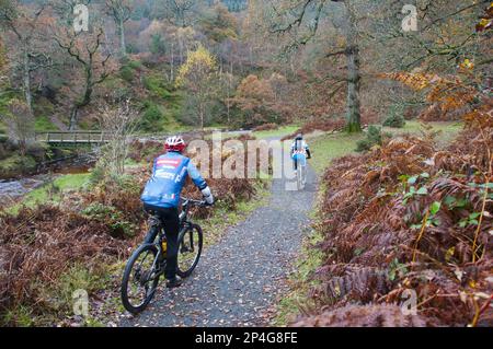 Cyclistes VTT le long de la piste sur le domaine de campagne, domaine de Powerscourt, Enniskerry, comté de Wicklow, Irlande Banque D'Images