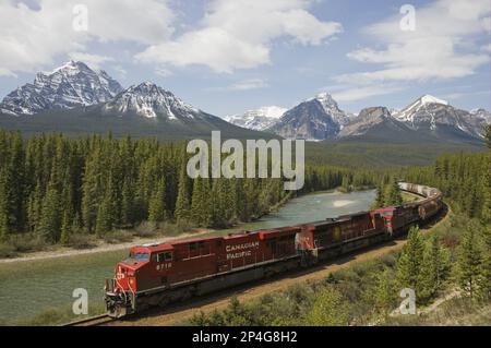 Train du canadien Pacifique sur la bonne voie, avec chaîne de montagnes en arrière-plan, Bow Range, Morant's Curve, Banff N. P. Rocky Mountains, Alberta, Canada Banque D'Images