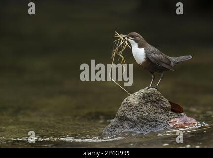 Benne à gorge blanche (Cinclus cawans gularis) adulte, collectant du matériel de nidification dans le bec, debout sur la pierre dans la rivière, Peak District Banque D'Images