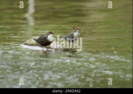 Dipper à gorge blanche (Cinclus cawans gularis) paire adulte, avec matériel de nidification dans le bec, debout sur branche dans le ruisseau, pays de Galles, Royaume-Uni Banque D'Images