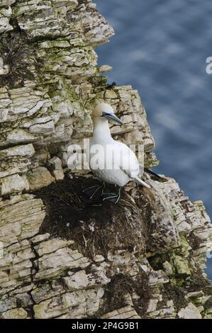 Gantet nordique adulte (Morus bassanus) debout au nid sur l'éperon rocheux, réserve de Bempton Cliffs RSPB, Bempton, East Yorkshire, Angleterre, United Banque D'Images