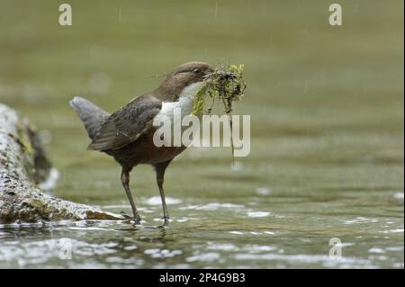 Balancier à gorge blanche (Cinclus cinclus gularis) adulte, avec matériel de nidification dans le bec, debout sur branche dans le ruisseau, pays de Galles, Royaume-Uni Banque D'Images