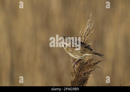 Communes Reed Bunting (Emberiza schoeniclus) adulte femelle, se nourrissant de graines de roseau, Norfolk, Angleterre, Royaume-Uni Banque D'Images