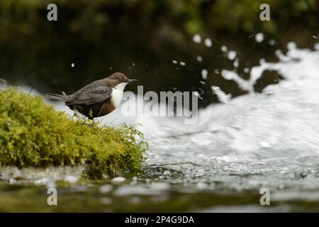 Balancier à gorge blanche (Cinclus cawans gularis) adulte, debout sur la pierre de mousse dans la rivière à écoulement rapide, Lathkill River, Peak District N. P. Derbyshire Banque D'Images