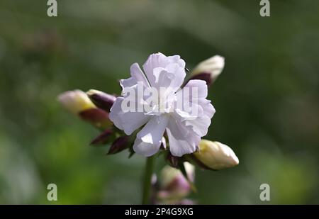 Soapwort, Saponaria officinalis, également connu sous le nom de savon de corbeau, William sauvage doux ou soapweed, plante sauvage de Finlande Banque D'Images