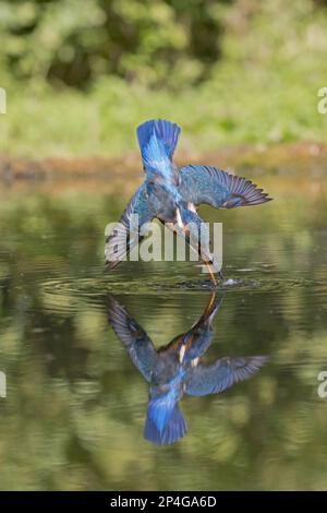 Kingfisher (Alcedo atthis) adulte femelle, en vol, plongée dans l'étang, avec réflexion, Suffolk, Angleterre, Royaume-Uni Banque D'Images