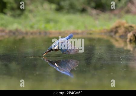 Kingfisher (Alcedo atthis) adulte femelle, en vol, plongée dans l'étang, avec réflexion, Suffolk, Angleterre, Royaume-Uni Banque D'Images