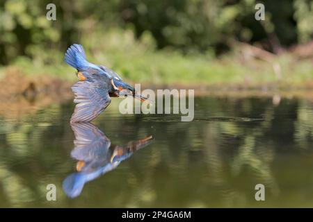 Kingfisher (Alcedo atthis) adulte femelle, en vol, plongée dans l'étang, avec réflexion, Suffolk, Angleterre, Royaume-Uni Banque D'Images