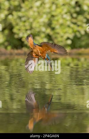 Kingfisher (Alcedo atthis) adulte femelle, en vol, plongée dans l'étang, avec réflexion, Suffolk, Angleterre, Royaume-Uni Banque D'Images