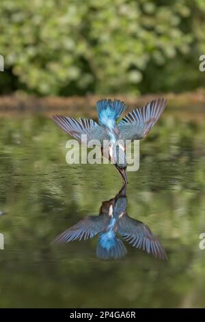 Kingfisher (Alcedo atthis) adulte femelle, en vol, plongée dans l'étang, avec réflexion, Suffolk, Angleterre, Royaume-Uni Banque D'Images