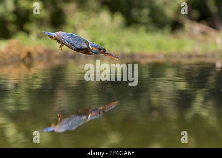 Kingfisher (Alcedo atthis) adulte femelle, en vol, plongée dans l'étang, avec réflexion, Suffolk, Angleterre, Royaume-Uni Banque D'Images